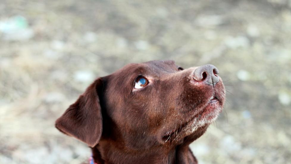cloudy eyes in dogs; a Chocolate Lab looks up expectantly.